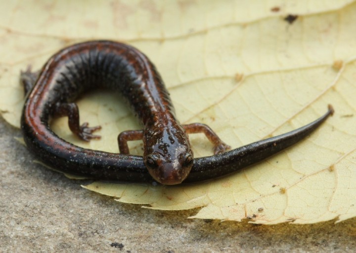 Redback Salamander